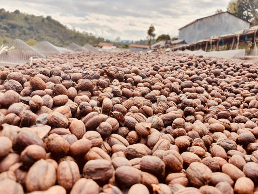 ETHIOPIA SIDAMA 12oz